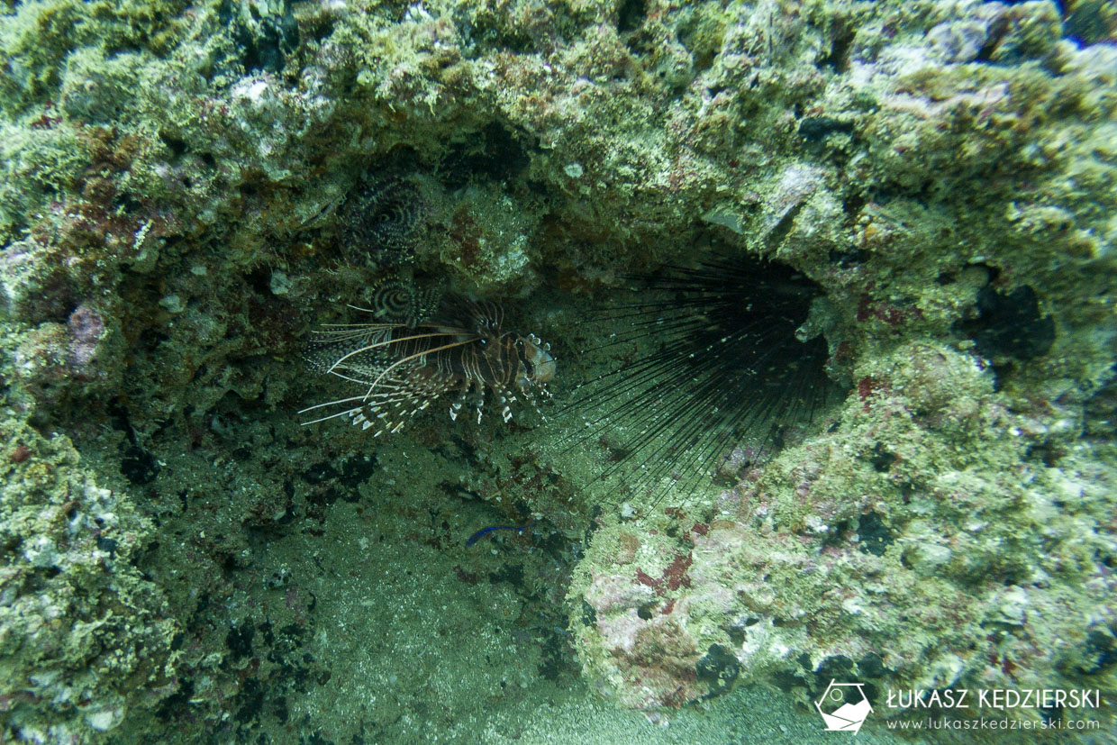 nurkowanie w omanie oman diving as sifah Skrzydlica Pterois sp