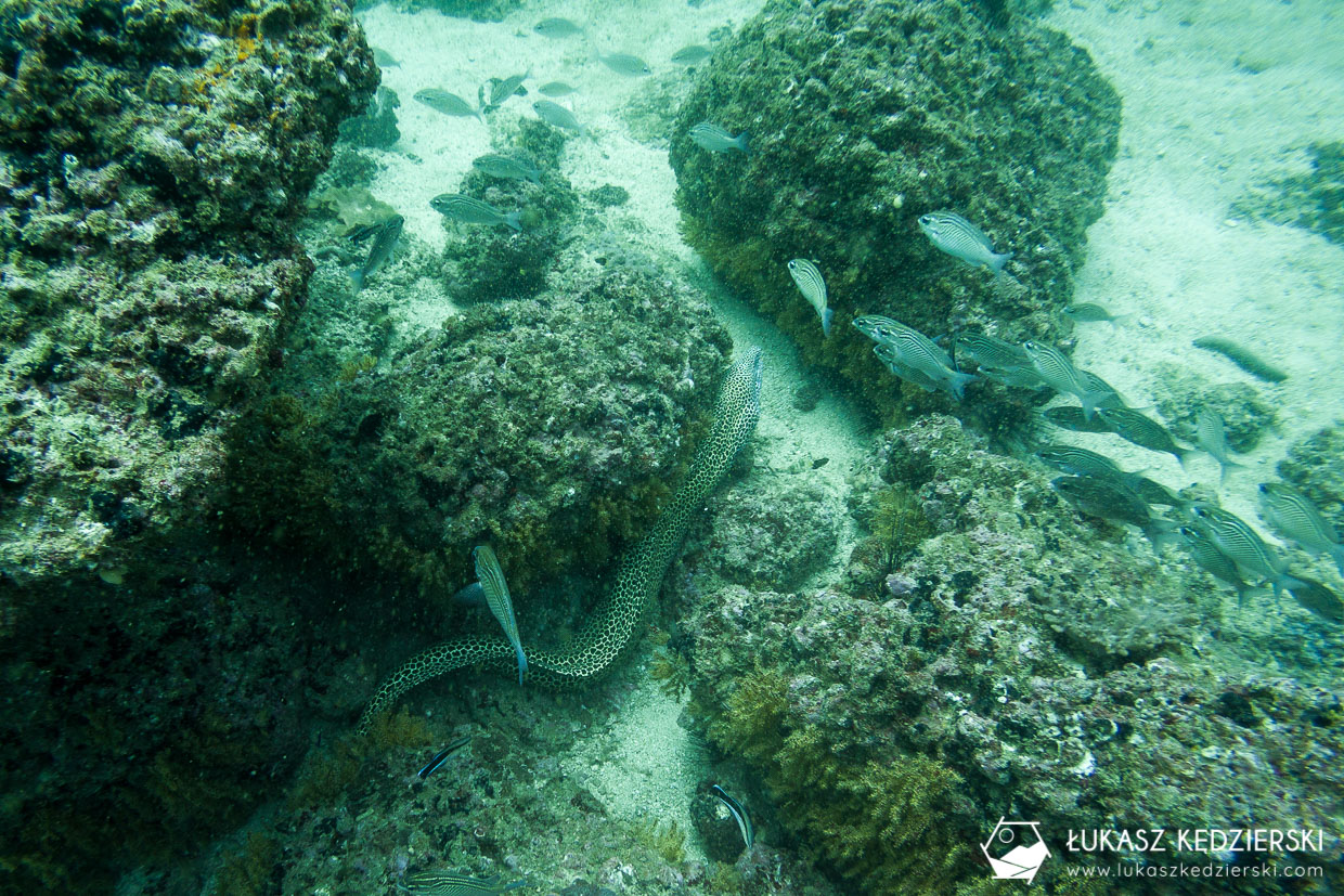 nurkowanie w omanie oman diving as sifah Murena cętkowana Gymnothorax​​ favagineus