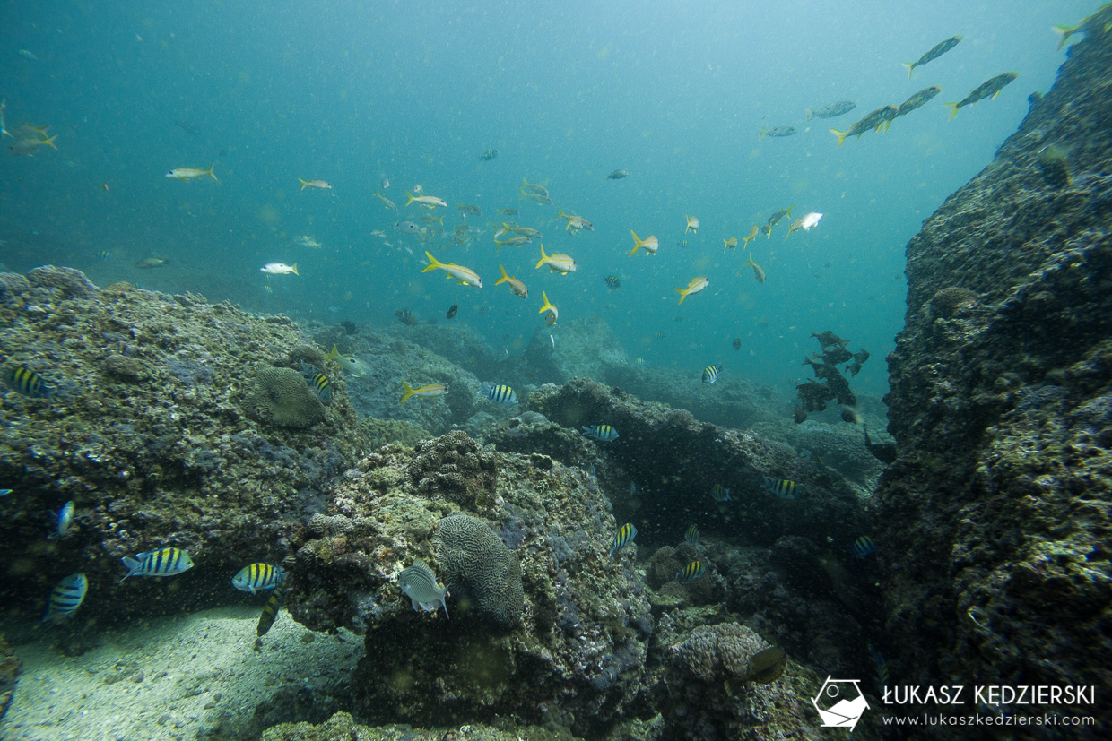 nurkowanie w omanie oman diving as sifah Abudefduf​​ vaigiensis, Indo-Pacific sergeant