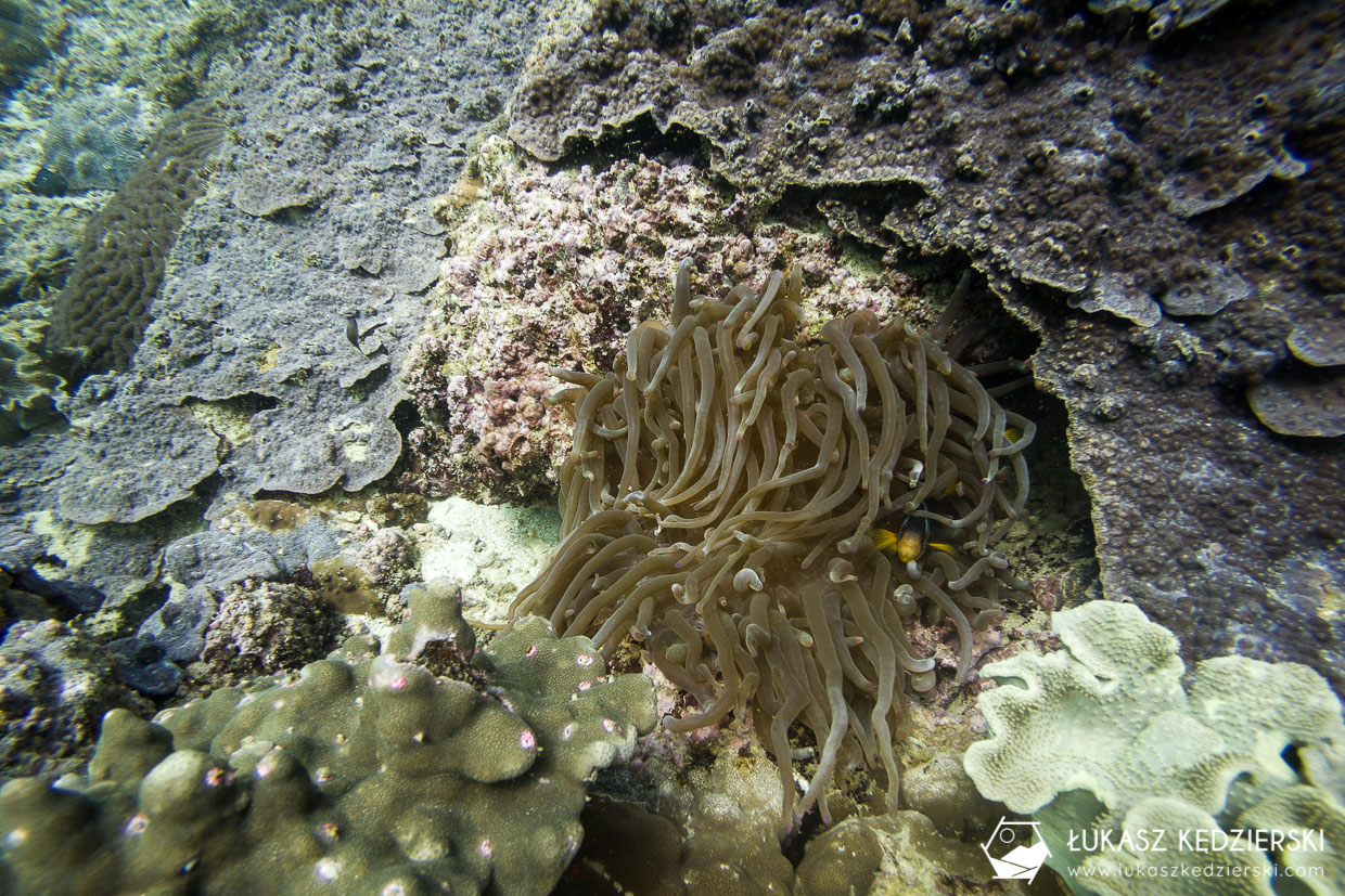 nurkowanie w omanie oman diving as sifah Amphiprion clarkii