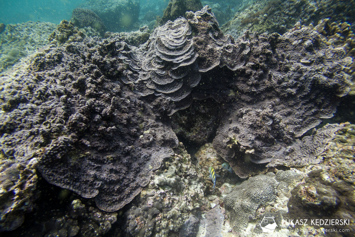 nurkowanie w omanie oman diving as sifah koral kamienny Agariciidae