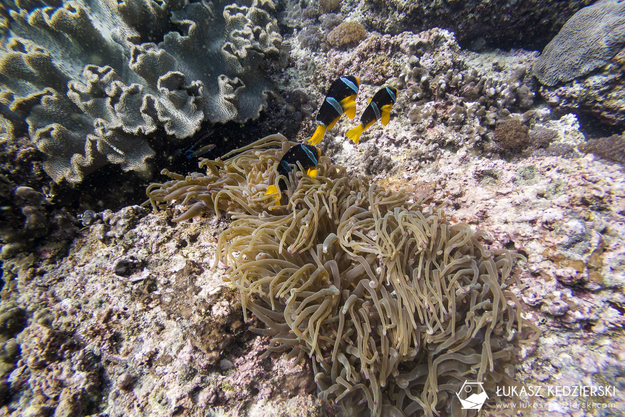 nurkowanie w omanie oman diving as sifah Amphiprion clarkii