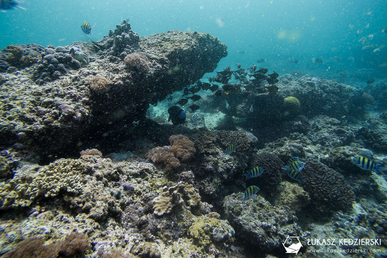 nurkowanie w omanie oman diving as sifah Abudefduf​​ vaigiensis, Indo-Pacific sergeant