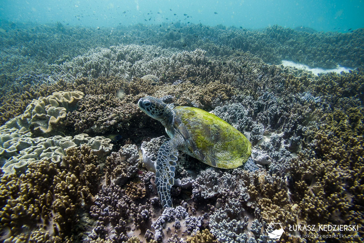 nurkowanie w omanie oman diving as sifah