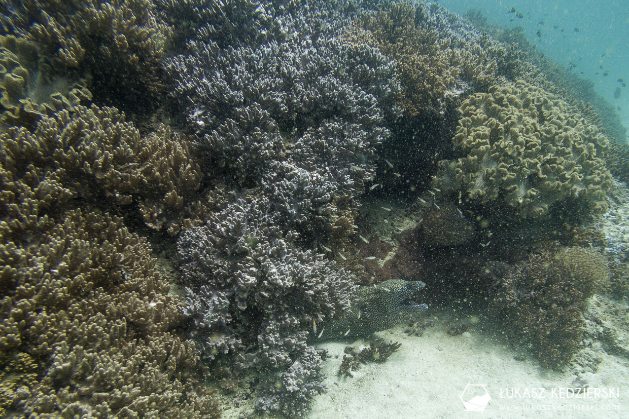 nurkowanie w omanie oman diving as sifah Murena cętkowana Gymnothorax​​ favagineus