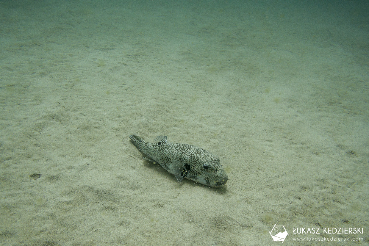 nurkowanie w omanie oman diving as sifah Arotron wielki Arothron​​ stellatus