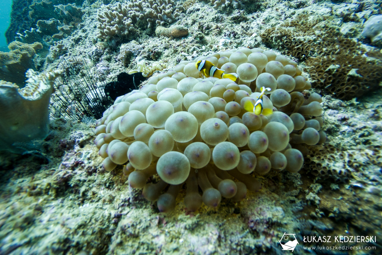 nurkowanie w omanie oman diving as sifah