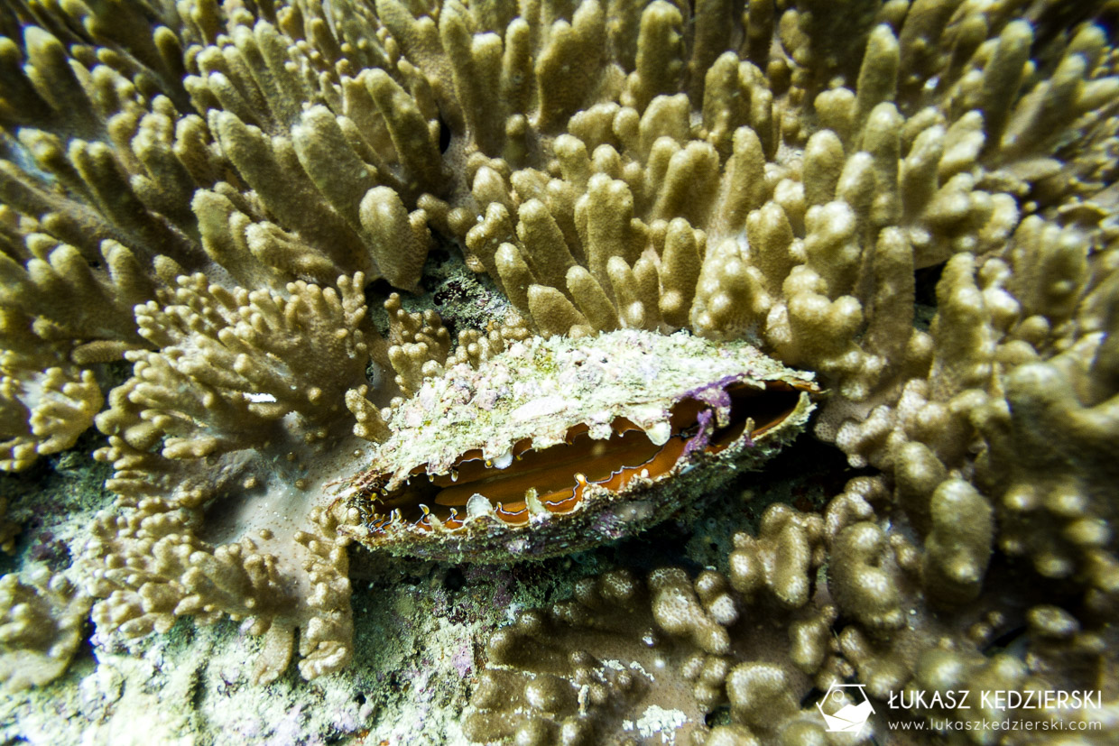 nurkowanie w omanie oman diving as sifah