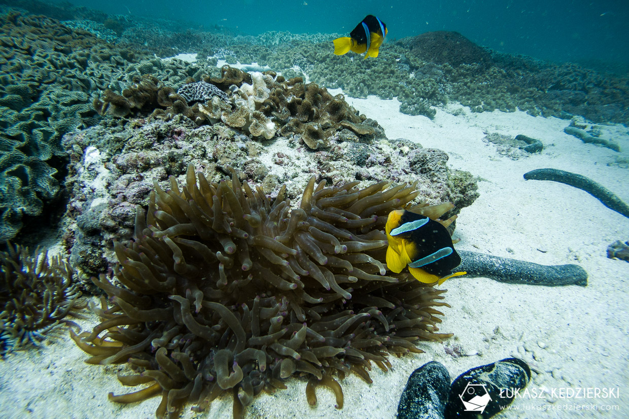 nurkowanie w omanie oman diving as sifah Amphiprion​​ clarkii