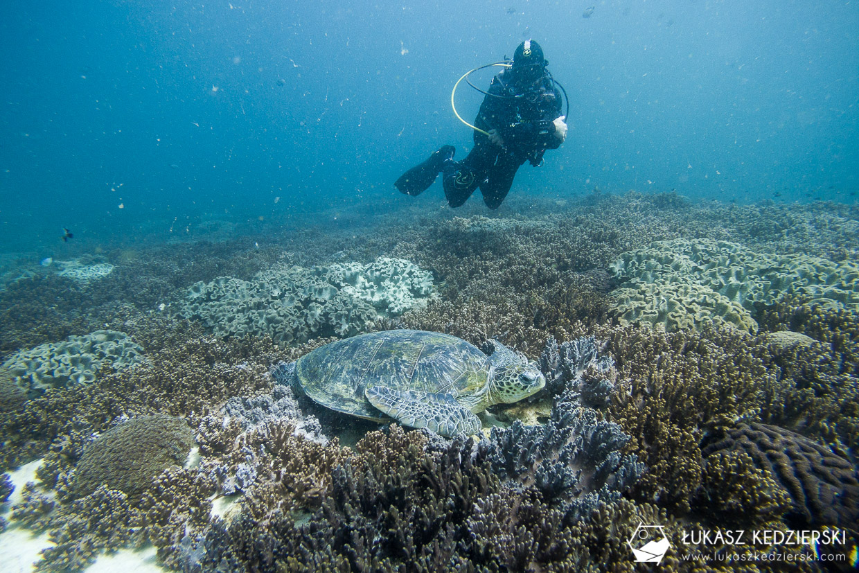 nurkowanie w omanie oman diving as sifah