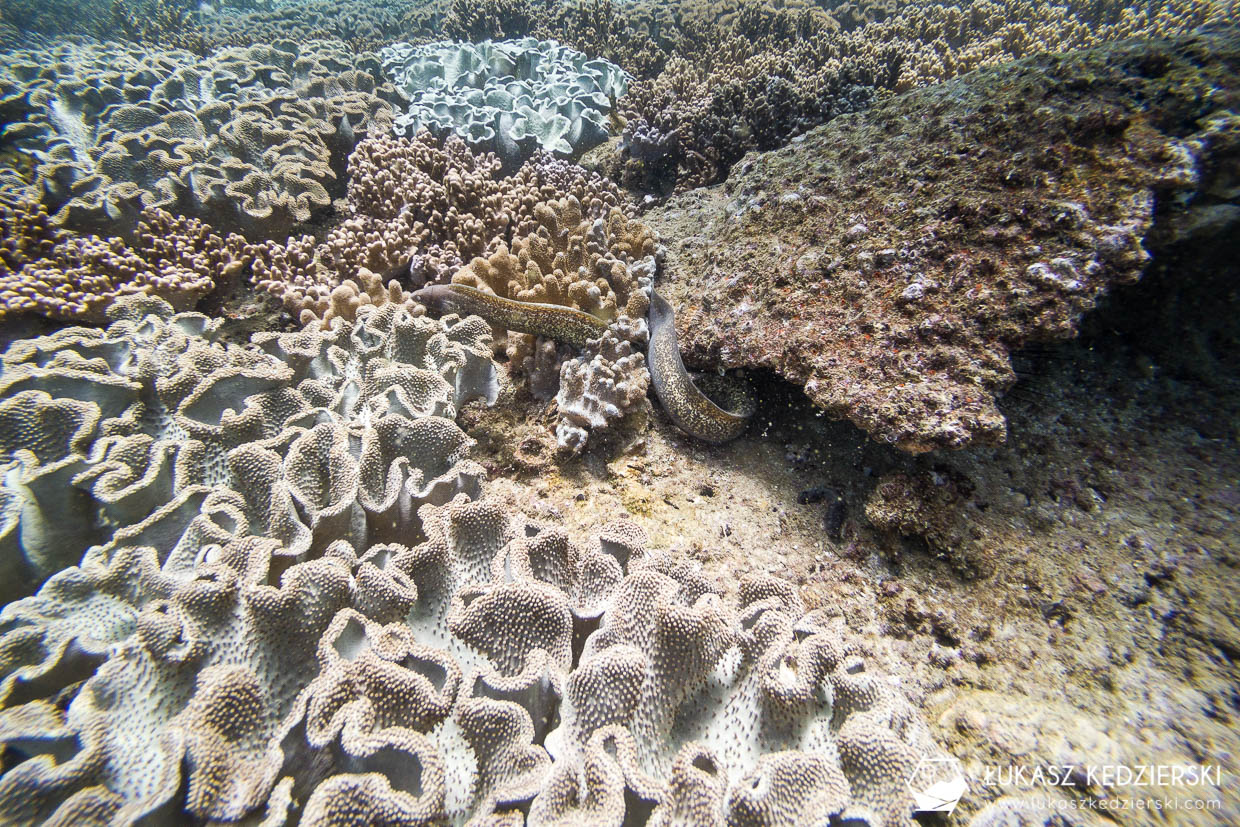 nurkowanie w omanie oman diving as sifah Murena - Gymnothorax pseudothyrsoideus