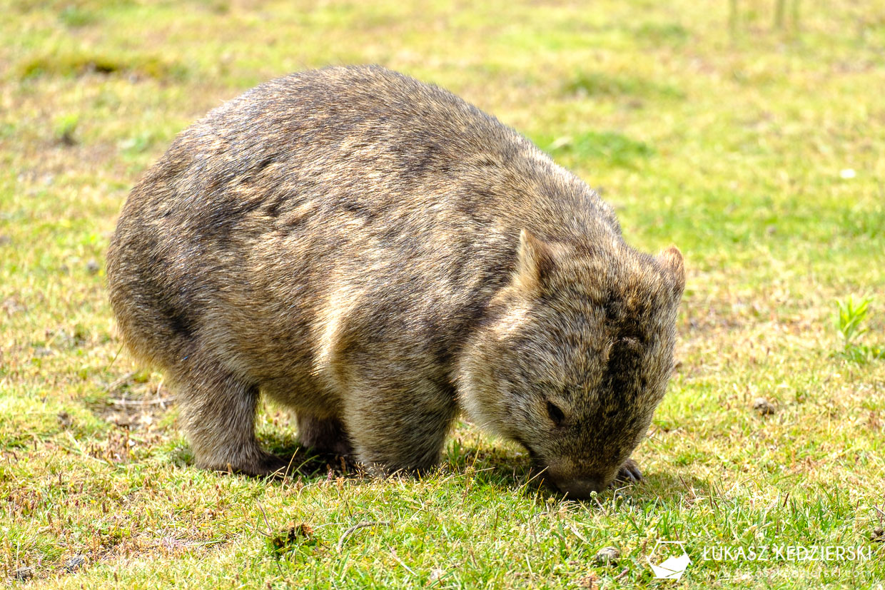 australia informacje praktyczne wombat