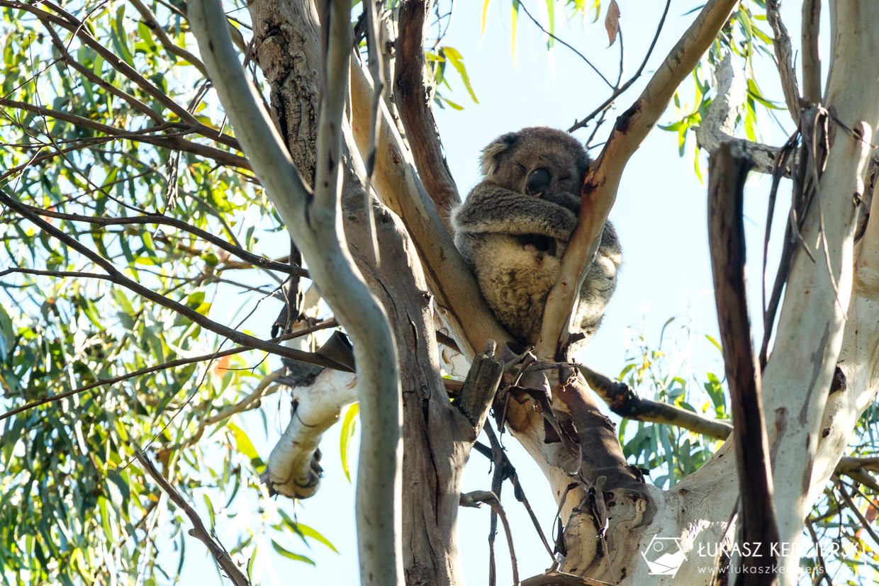 atrakcje great ocean road koala Kennett River
