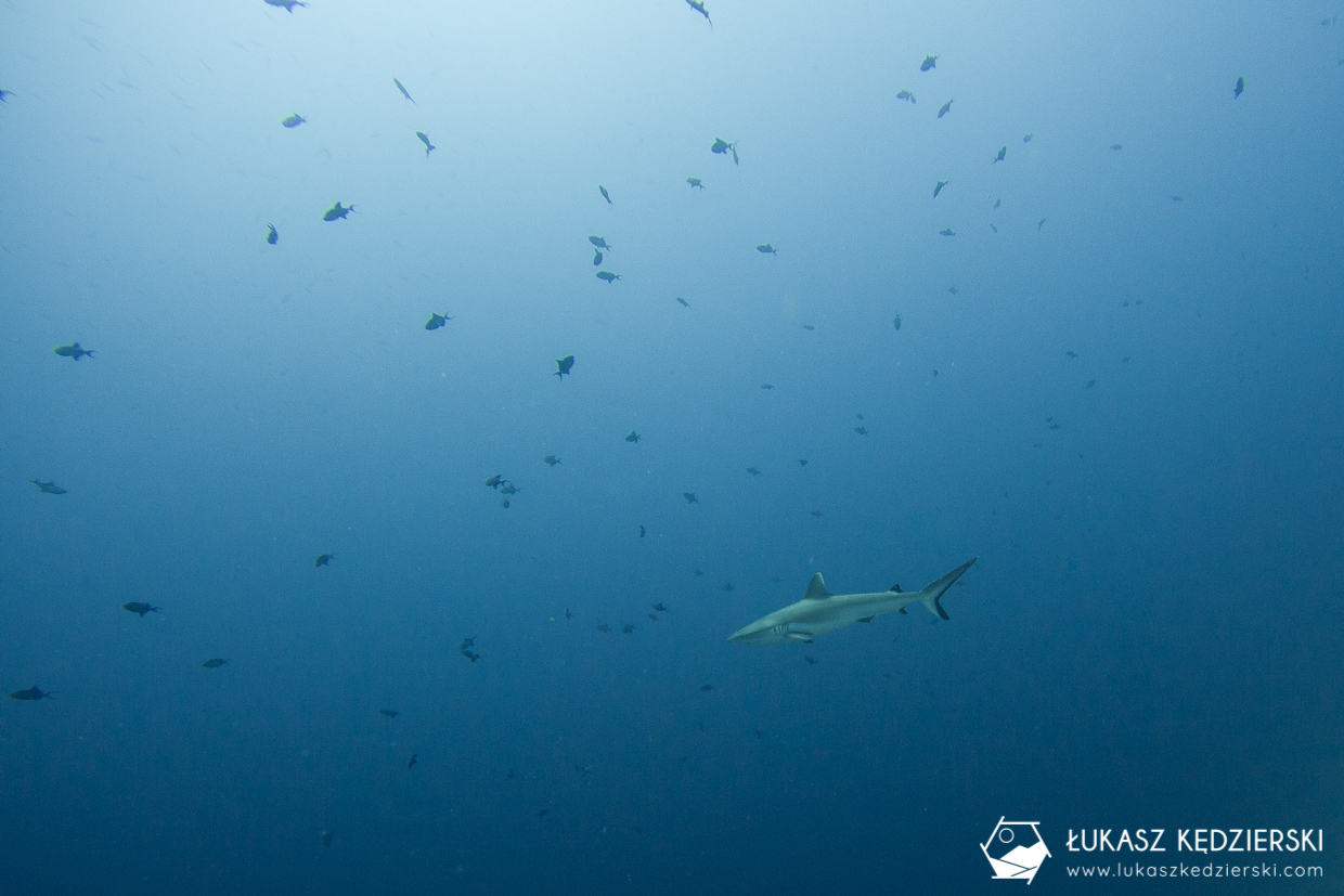 nurkowanie z rekinami na malediwach malediwy nurkowanie rekiny Miyaru Kandu Fulidhoo Vaavu Atoll rekin rafowy białopłetwy Whitetip reef shark rekin rafowy czarnopłetwy Blacktip reef shark rekin szary rafowy Grey reef shark