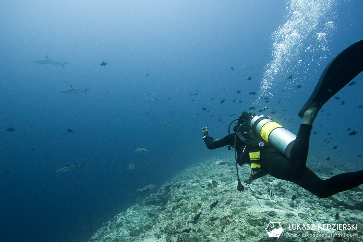 nurkowanie z rekinami na malediwach malediwy nurkowanie rekiny Miyaru Kandu Fulidhoo Vaavu Atoll rekin rafowy białopłetwy Whitetip reef shark rekin rafowy czarnopłetwy Blacktip reef shark rekin szary rafowy Grey reef shark