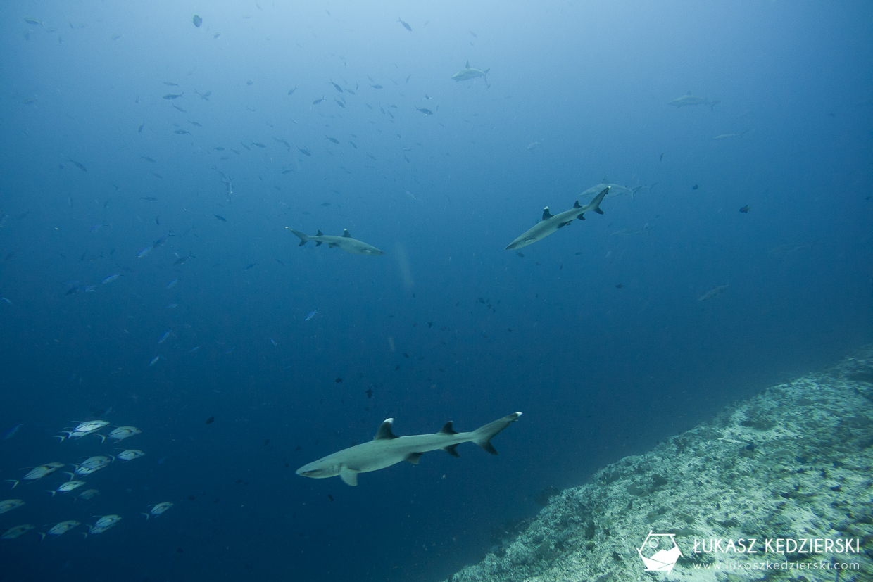 nurkowanie z rekinami na malediwach malediwy nurkowanie rekiny Miyaru Kandu Fulidhoo Vaavu Atoll rekin rafowy białopłetwy Whitetip reef shark rekin rafowy czarnopłetwy Blacktip reef shark rekin szary rafowy Grey reef shark