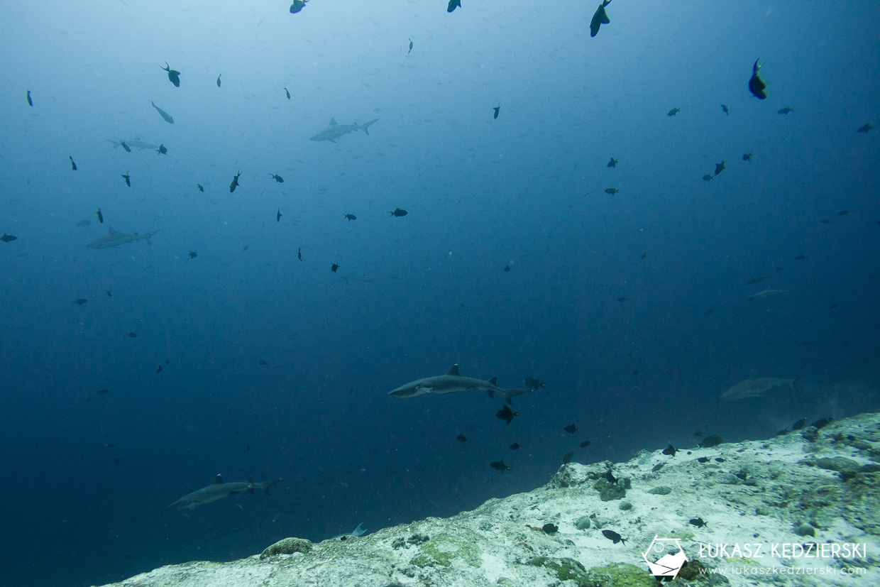 nurkowanie z rekinami na malediwach malediwy nurkowanie rekiny Miyaru Kandu Fulidhoo Vaavu Atoll rekin rafowy białopłetwy Whitetip reef shark rekin rafowy czarnopłetwy Blacktip reef shark rekin szary rafowy Grey reef shark