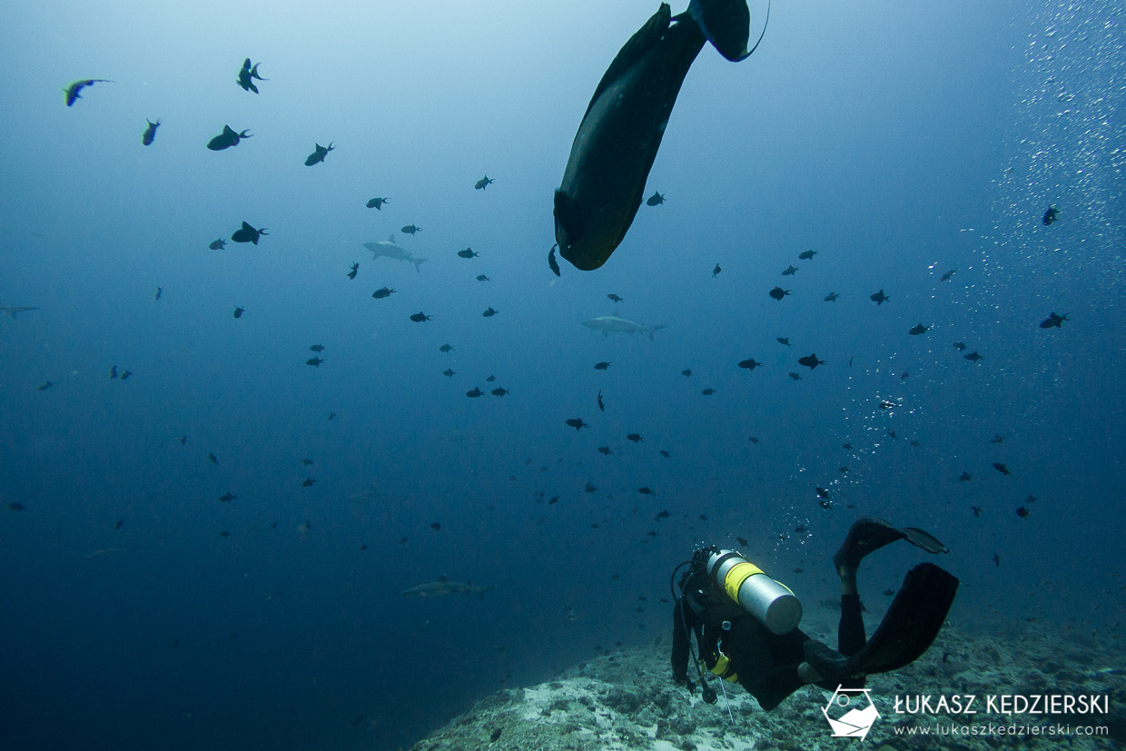 nurkowanie z rekinami na malediwach malediwy nurkowanie rekiny Miyaru Kandu Fulidhoo Vaavu Atoll rekin rafowy białopłetwy Whitetip reef shark rekin rafowy czarnopłetwy Blacktip reef shark rekin szary rafowy Grey reef shark