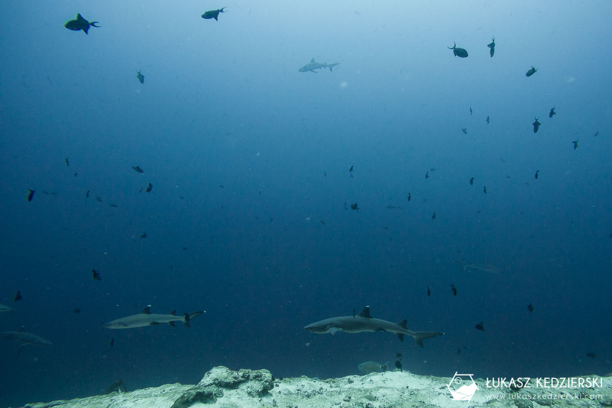 nurkowanie z rekinami na malediwach malediwy nurkowanie rekiny Miyaru Kandu Fulidhoo Vaavu Atoll rekin rafowy białopłetwy Whitetip reef shark rekin rafowy czarnopłetwy Blacktip reef shark rekin szary rafowy Grey reef shark