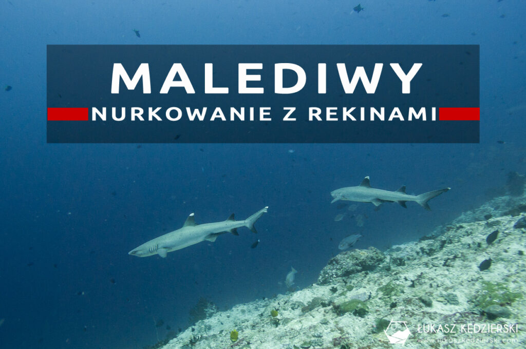 nurkowanie z rekinami na malediwach malediwy nurkowanie rekiny