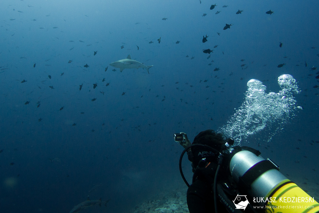nurkowanie z rekinami na malediwach malediwy nurkowanie rekiny Miyaru Kandu Fulidhoo Vaavu Atoll rekin rafowy białopłetwy Whitetip reef shark rekin rafowy czarnopłetwy Blacktip reef shark rekin szary rafowy Grey reef shark