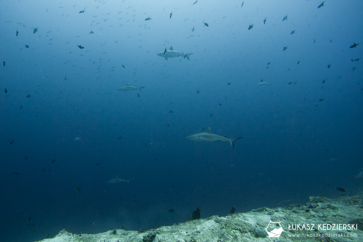 nurkowanie z rekinami na malediwach malediwy nurkowanie rekiny Miyaru Kandu Fulidhoo Vaavu Atoll rekin rafowy białopłetwy Whitetip reef shark rekin rafowy czarnopłetwy Blacktip reef shark rekin szary rafowy Grey reef shark