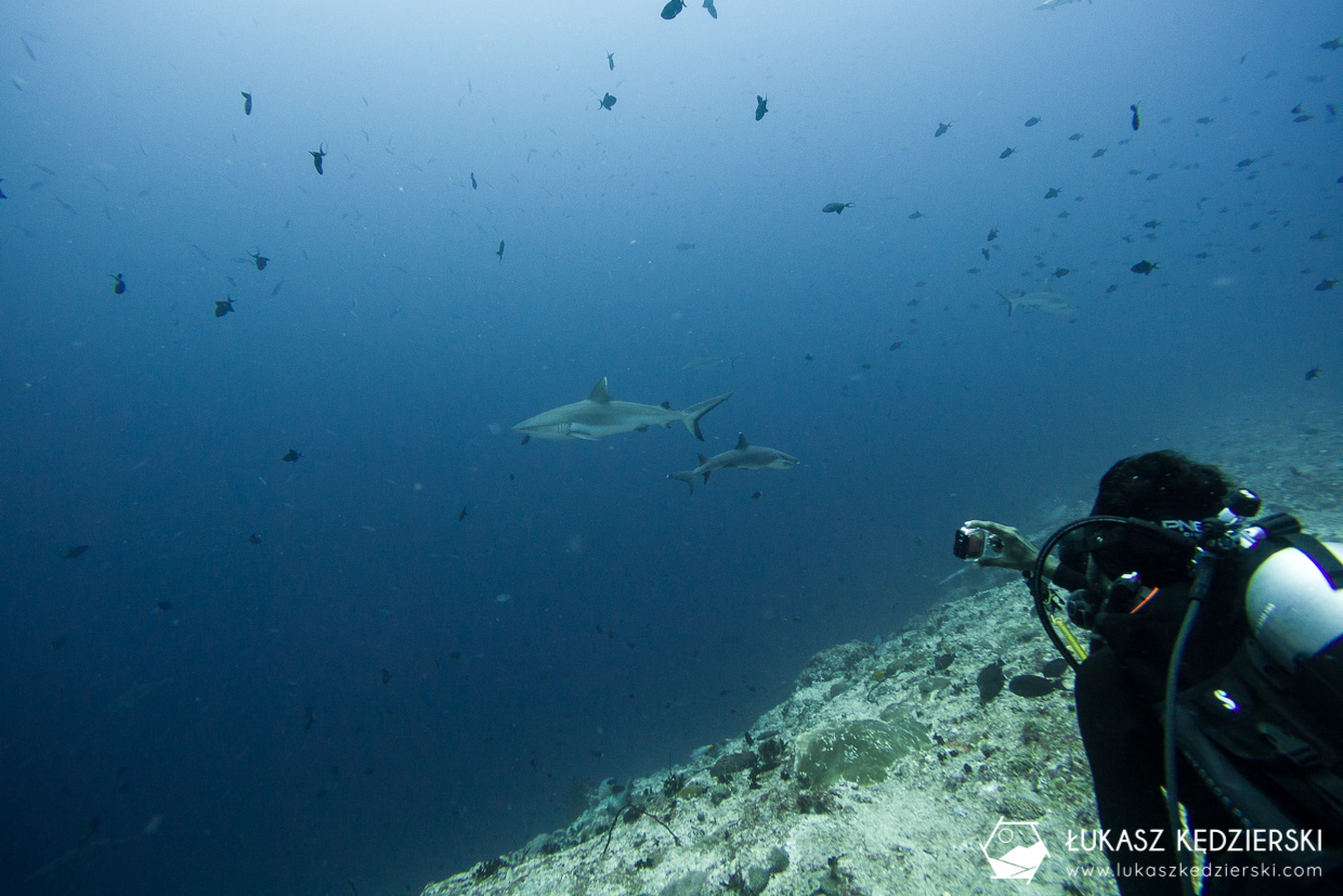 nurkowanie z rekinami na malediwach malediwy nurkowanie rekiny Miyaru Kandu Fulidhoo Vaavu Atoll rekin rafowy białopłetwy Whitetip reef shark rekin rafowy czarnopłetwy Blacktip reef shark rekin szary rafowy Grey reef shark