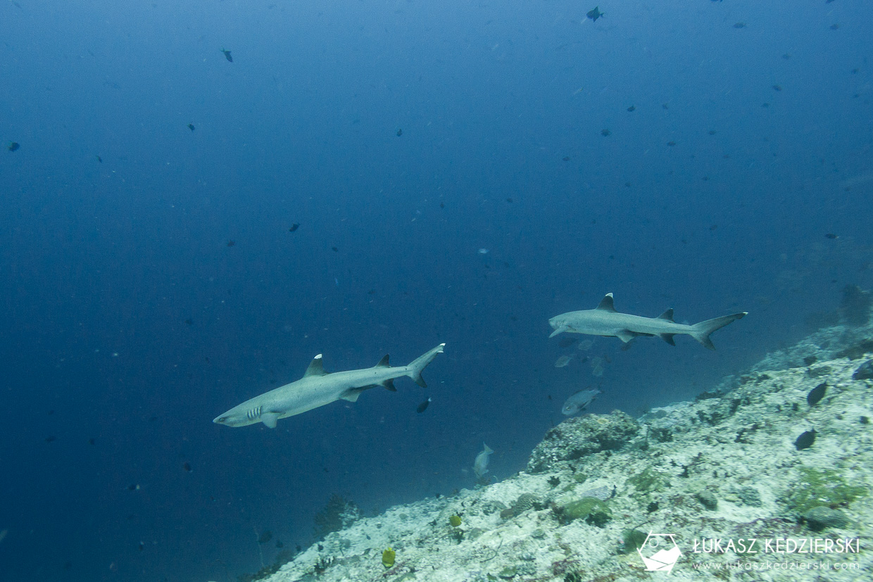 nurkowanie z rekinami na malediwach malediwy nurkowanie rekiny Miyaru Kandu Fulidhoo Vaavu Atoll rekin rafowy białopłetwy Whitetip reef shark rekin rafowy czarnopłetwy Blacktip reef shark rekin szary rafowy Grey reef shark