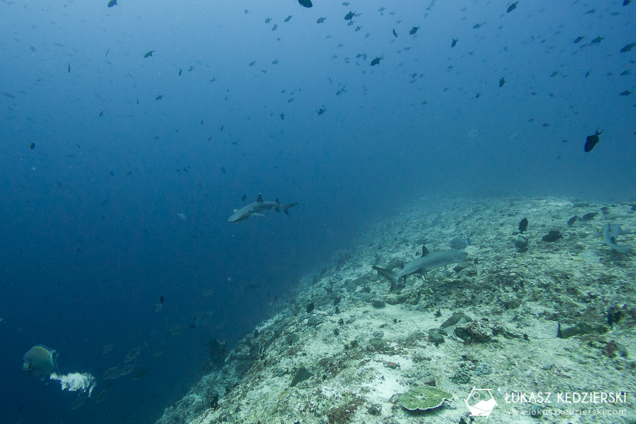 nurkowanie z rekinami na malediwach malediwy nurkowanie rekiny Miyaru Kandu Fulidhoo Vaavu Atoll rekin rafowy białopłetwy Whitetip reef shark rekin rafowy czarnopłetwy Blacktip reef shark rekin szary rafowy Grey reef shark