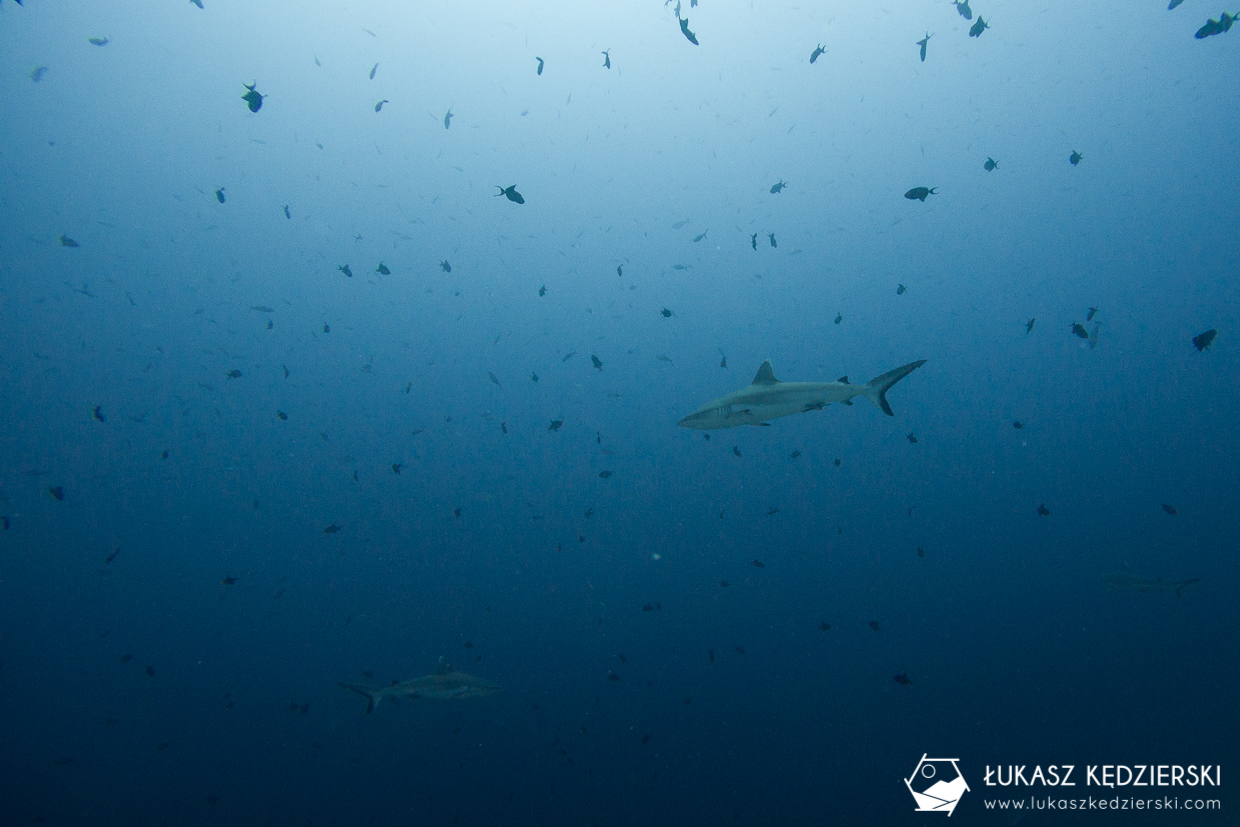 nurkowanie z rekinami na malediwach malediwy nurkowanie rekiny Miyaru Kandu Fulidhoo Vaavu Atoll rekin rafowy białopłetwy Whitetip reef shark rekin rafowy czarnopłetwy Blacktip reef shark rekin szary rafowy Grey reef shark