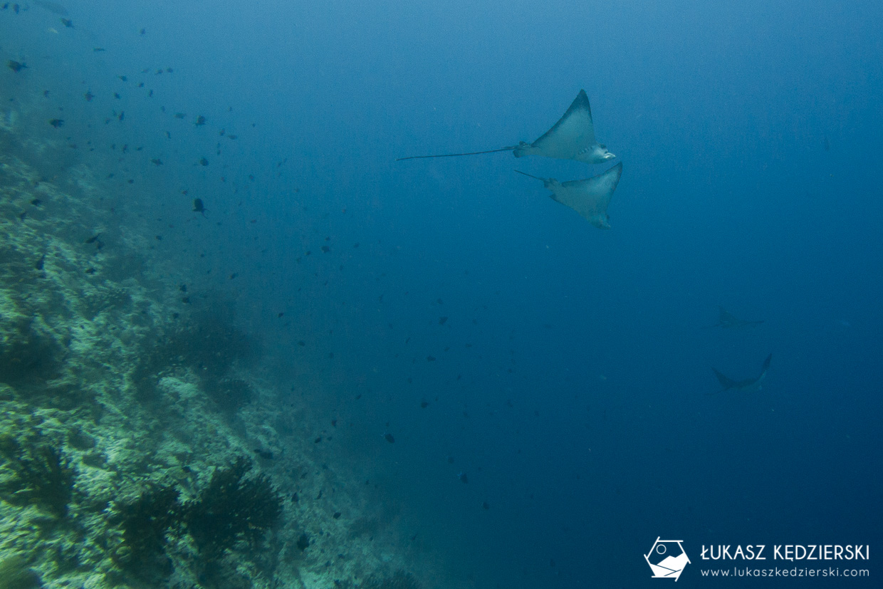 nurkowanie z rekinami na malediwach malediwy nurkowanie rekiny Miyaru Kandu Fulidhoo Vaavu Atoll rekin rafowy białopłetwy Whitetip reef shark rekin rafowy czarnopłetwy Blacktip reef shark rekin szary rafowy Grey reef shark