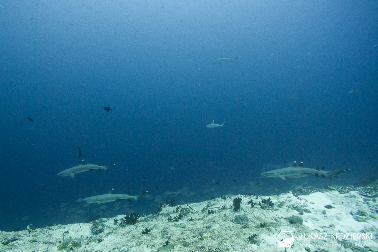 nurkowanie z rekinami na malediwach malediwy nurkowanie rekiny Miyaru Kandu Fulidhoo Vaavu Atoll rekin rafowy białopłetwy Whitetip reef shark rekin rafowy czarnopłetwy Blacktip reef shark rekin szary rafowy Grey reef shark