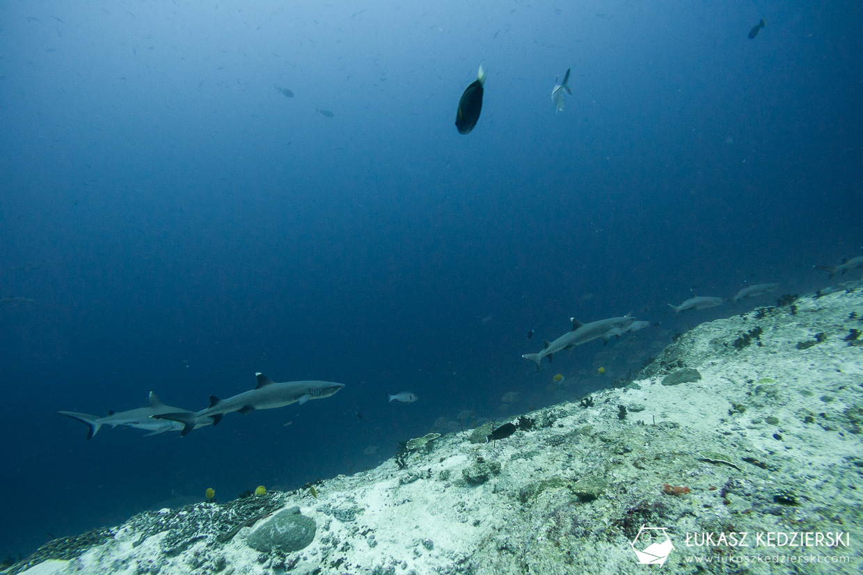 nurkowanie z rekinami na malediwach malediwy nurkowanie rekiny Miyaru Kandu Fulidhoo Vaavu Atoll rekin rafowy białopłetwy Whitetip reef shark rekin rafowy czarnopłetwy Blacktip reef shark rekin szary rafowy Grey reef shark