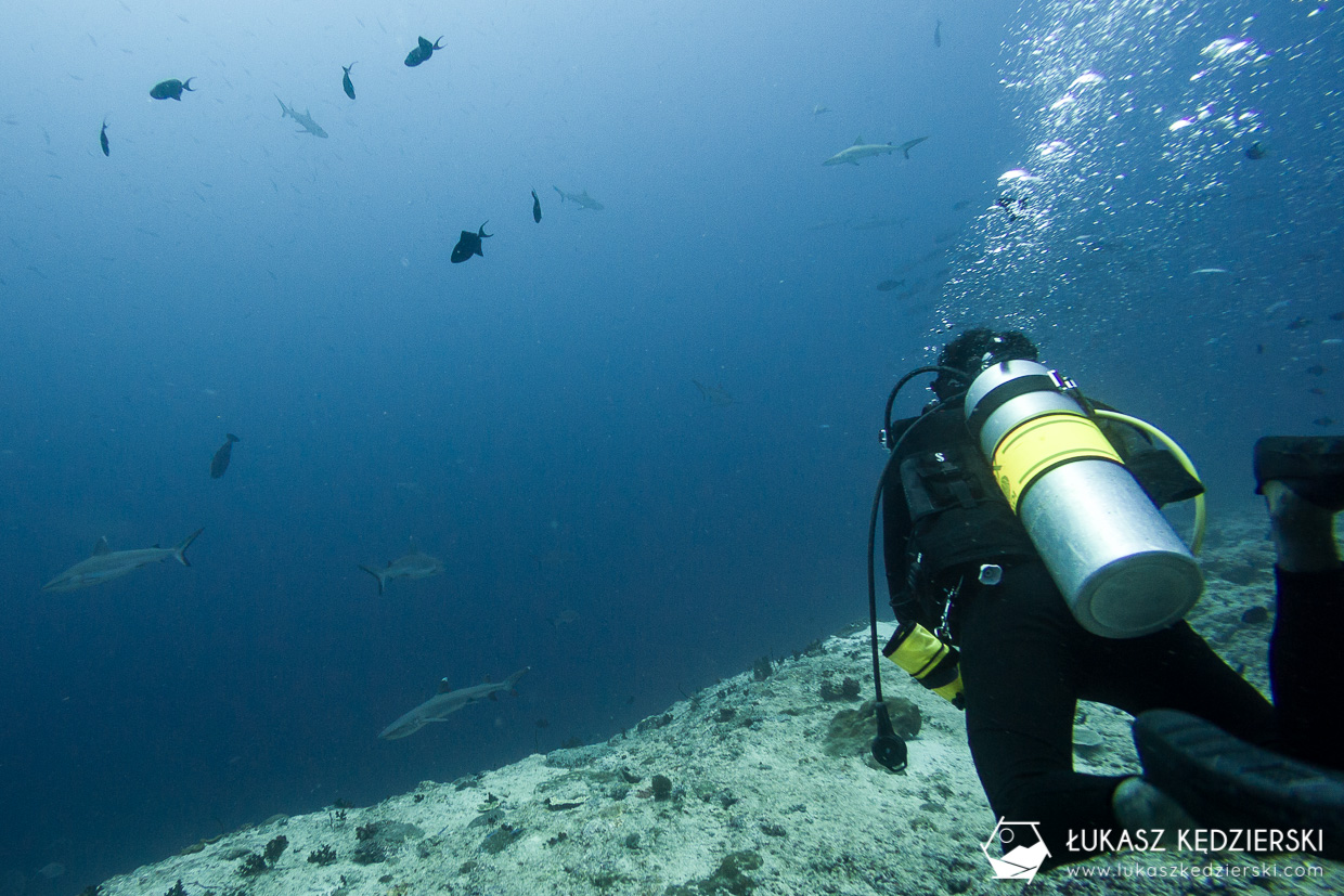 nurkowanie z rekinami na malediwach malediwy nurkowanie rekiny Miyaru Kandu Fulidhoo Vaavu Atoll rekin rafowy białopłetwy Whitetip reef shark rekin rafowy czarnopłetwy Blacktip reef shark rekin szary rafowy Grey reef shark