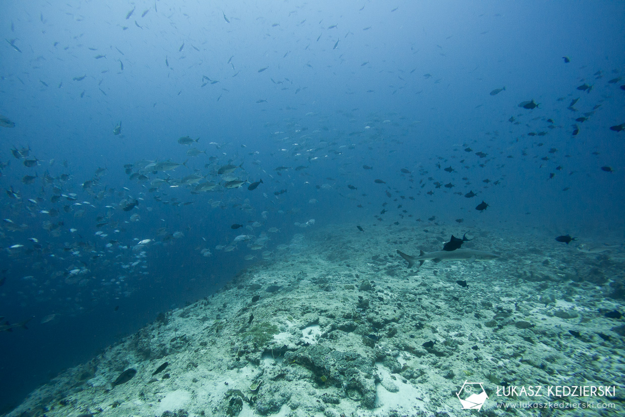 nurkowanie z rekinami na malediwach malediwy nurkowanie rekiny Miyaru Kandu Fulidhoo Vaavu Atoll rekin rafowy białopłetwy Whitetip reef shark rekin rafowy czarnopłetwy Blacktip reef shark rekin szary rafowy Grey reef shark