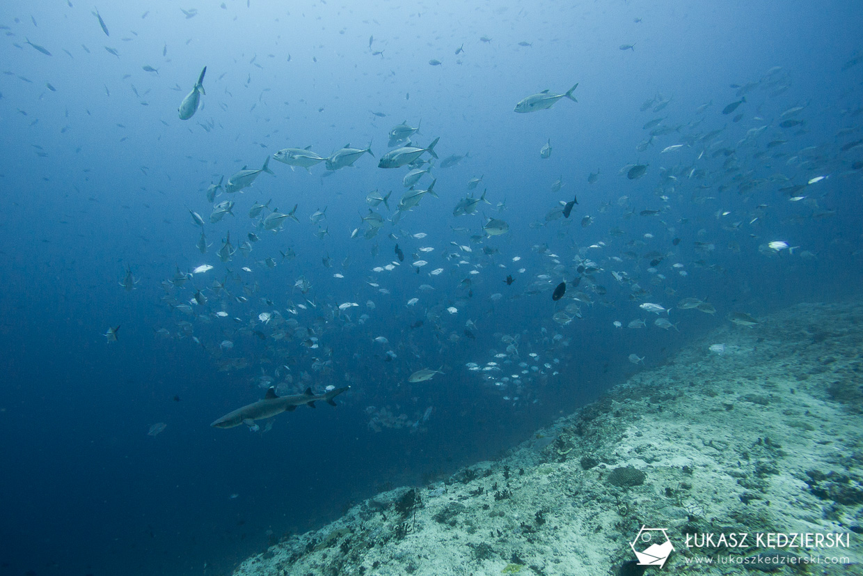 nurkowanie z rekinami na malediwach malediwy nurkowanie rekiny Miyaru Kandu Fulidhoo Vaavu Atoll rekin rafowy białopłetwy Whitetip reef shark rekin rafowy czarnopłetwy Blacktip reef shark rekin szary rafowy Grey reef shark