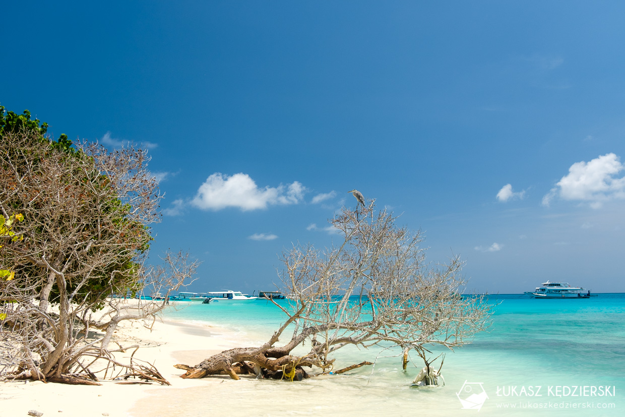 malediwy fulidhoo wyspa tropikalna wyspa lokalna wyspa na malediwach