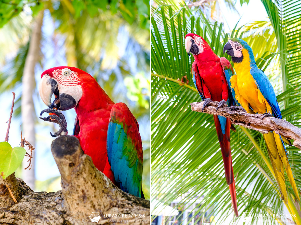 malediwy maafushi lokalna wyspa papuga