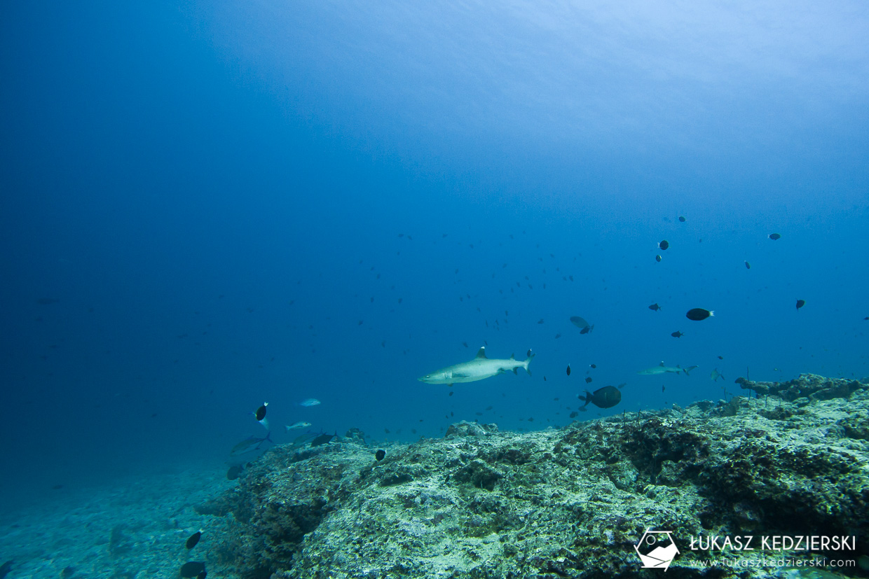 nurkowanie na malediwach thulusdhoo rekin shark