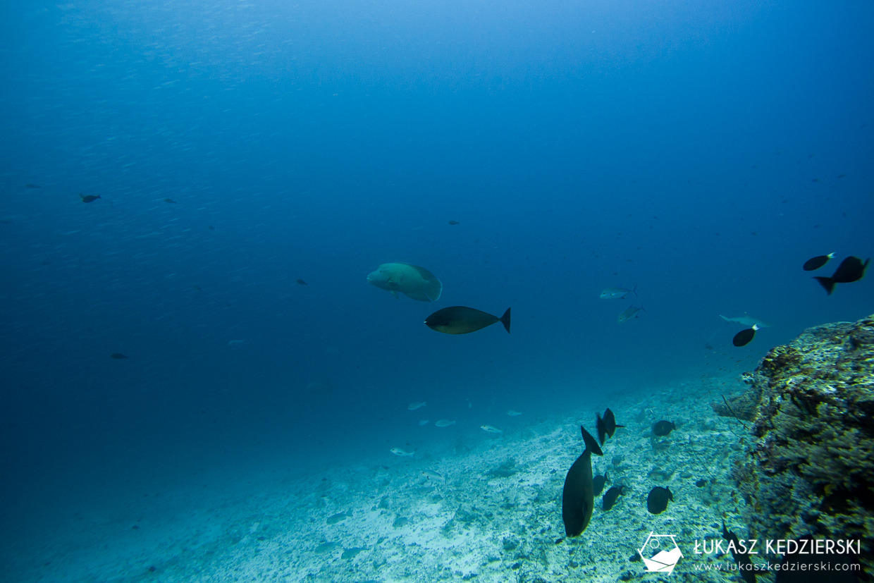 nurkowanie na malediwach thulusdhoo rekin shark