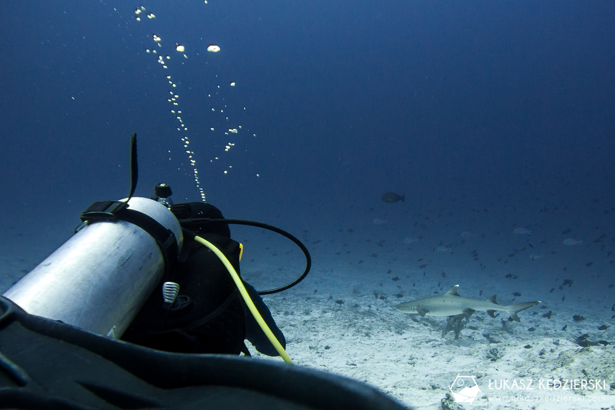 nurkowanie na malediwach thulusdhoo rekin shark