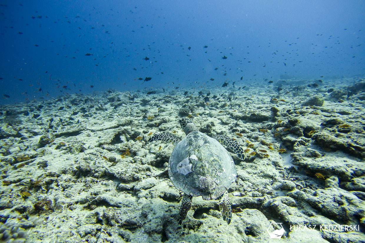 nurkowanie na malediwach thulusdhoo żółw turtle diving