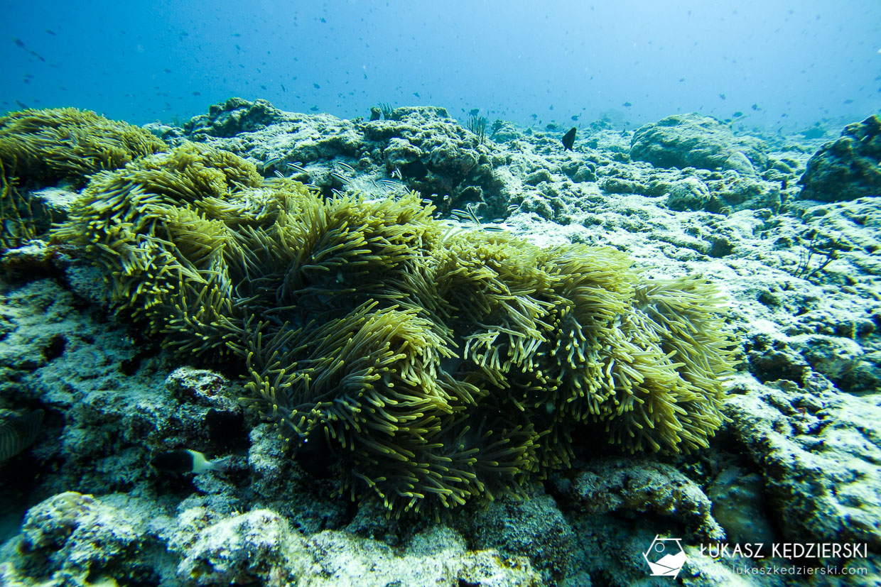 nurkowanie na malediwach thulusdhoo diving