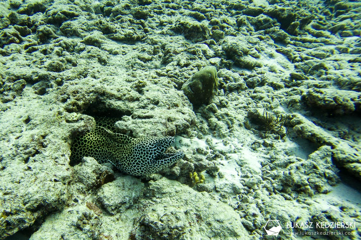 nurkowanie na malediwach thulusdhoo diving