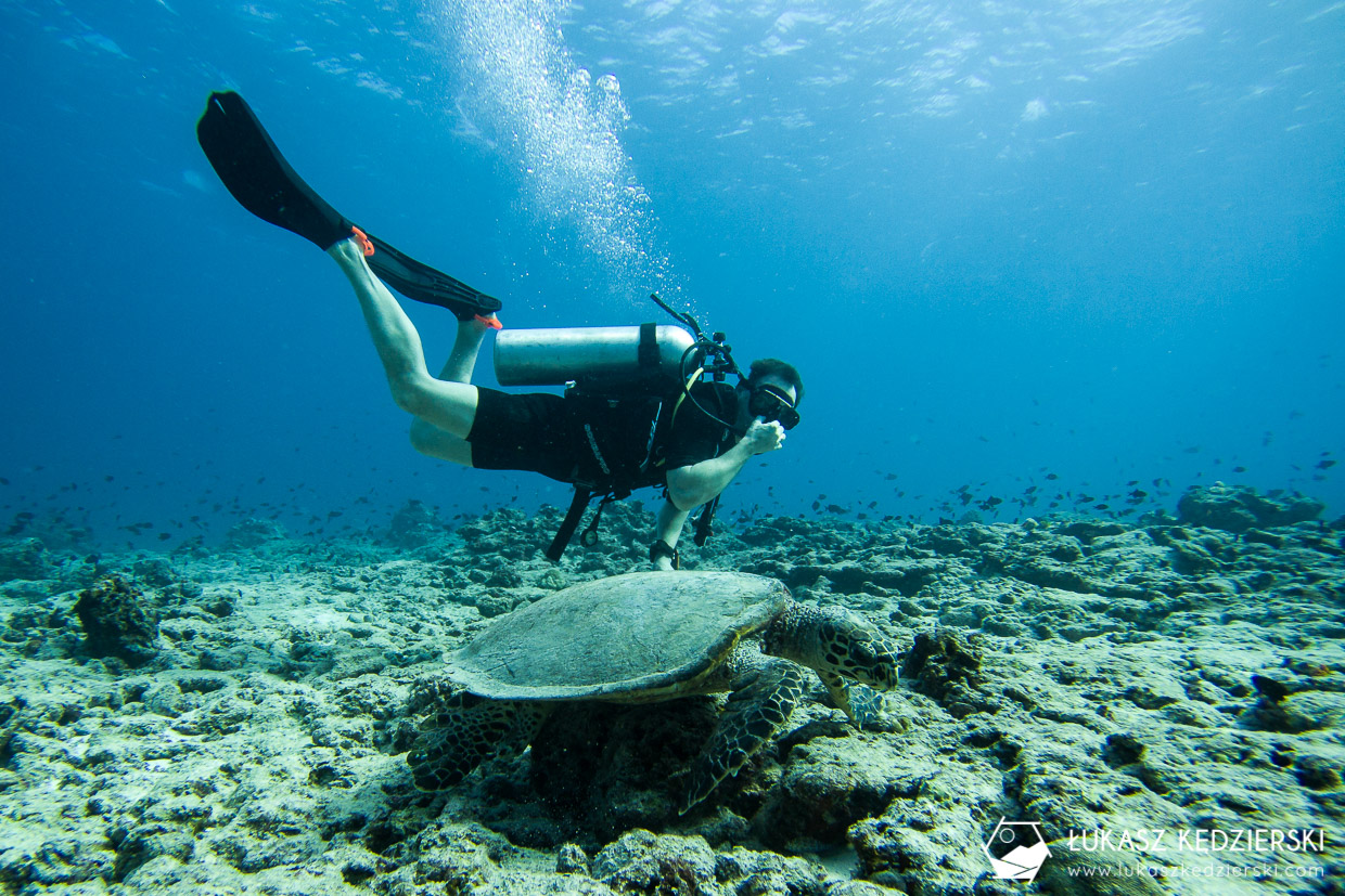 nurkowanie na malediwach thulusdhoo diving żółw turtle