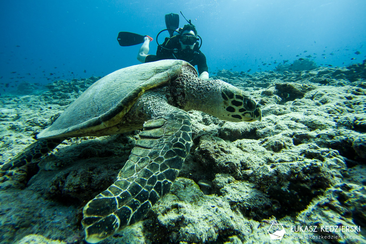 nurkowanie na malediwach thulusdhoo diving żółw turtle