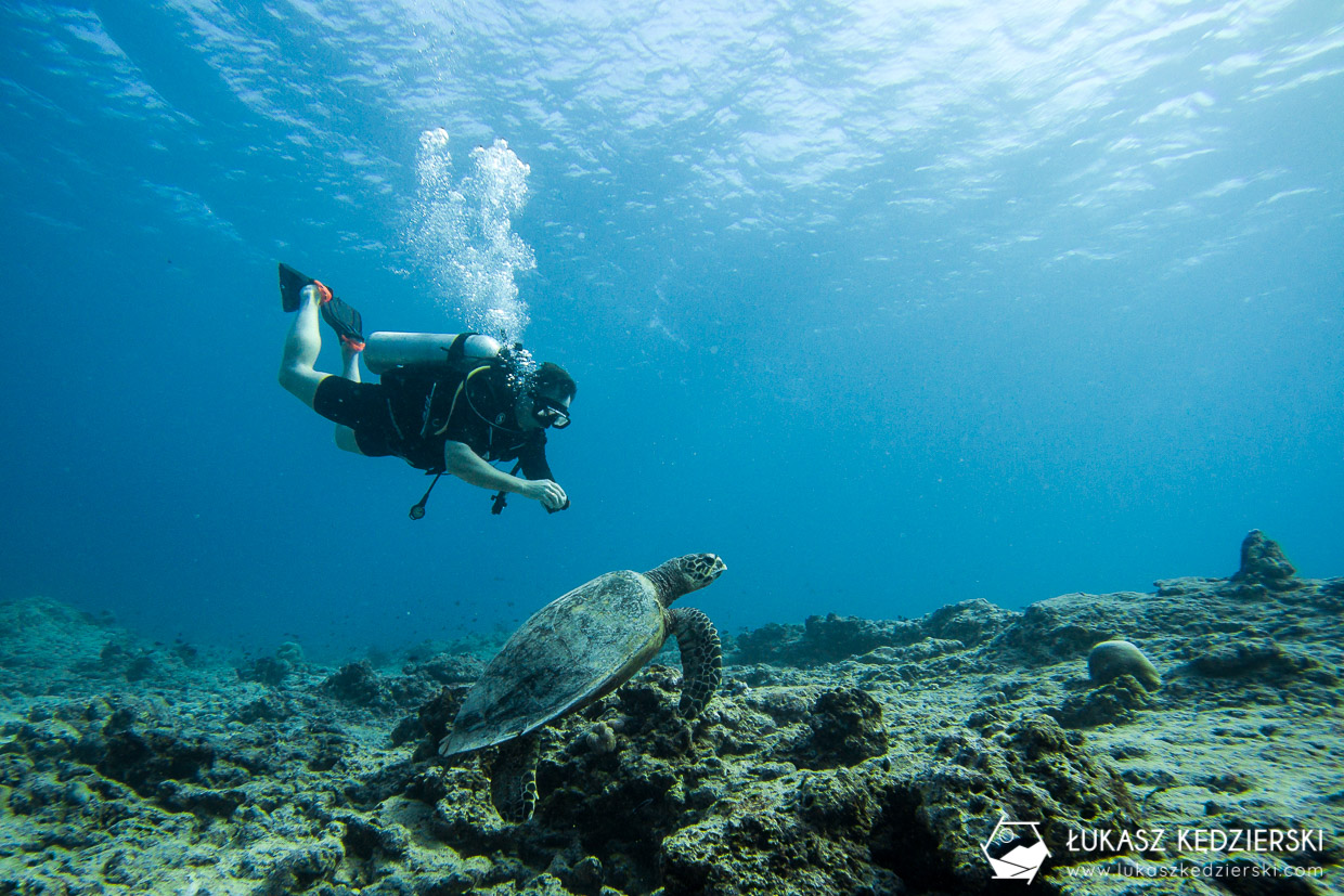 nurkowanie na malediwach thulusdhoo diving żółw turtle