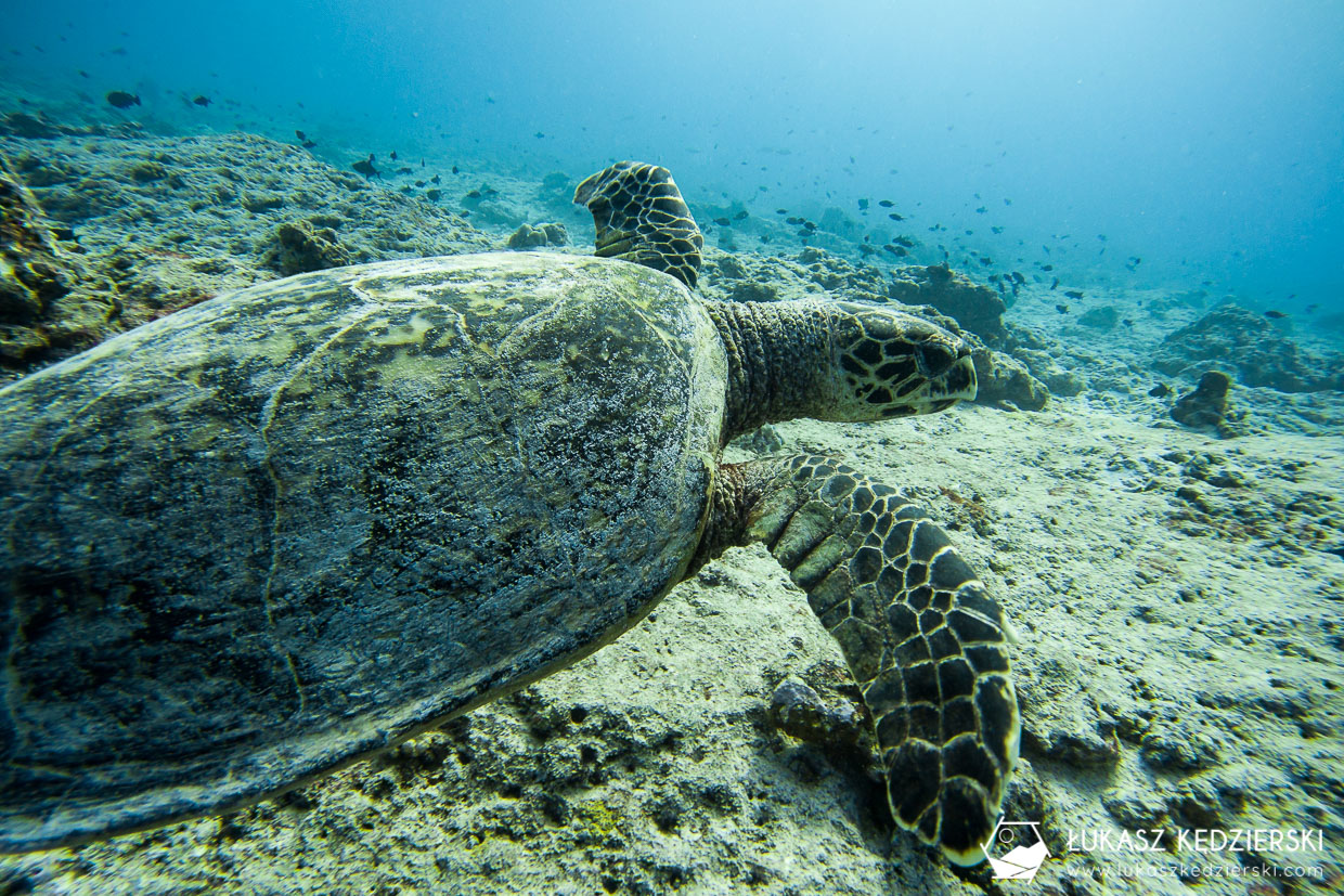 nurkowanie na malediwach thulusdhoo diving żółw turtle