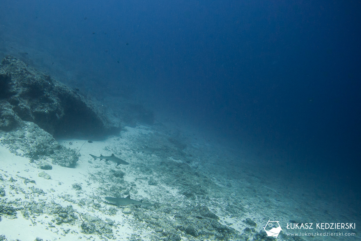 nurkowanie na malediwach thulusdhoo rekin shark