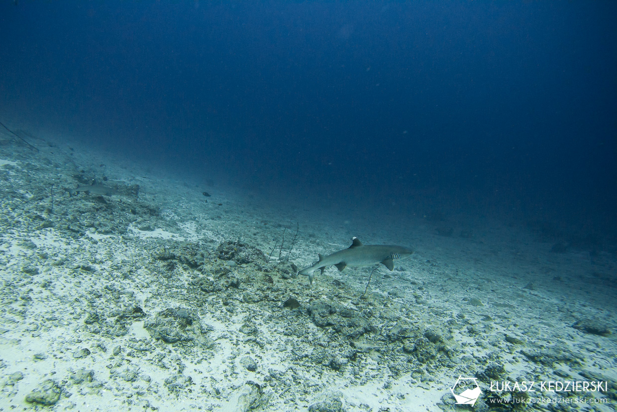 nurkowanie na malediwach thulusdhoo rekin shark